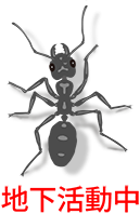 ant image