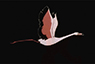 icon_flamingo
