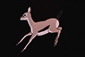 icon_impala